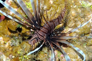 Lionfish