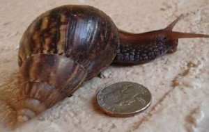 Giant African Snail