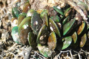 Green_Mussels