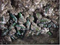 Green mussels on rock