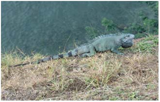 Photo 2 Green Iguana