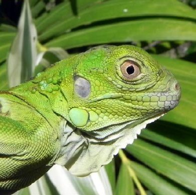 Endangered St. Lucia Iguana
