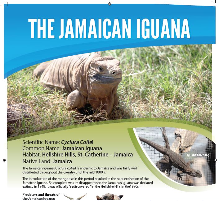 /wp-content/uploads/2013/07/Iguana-poster-1.jpg