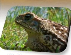 cane toad updated