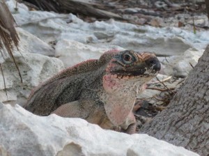 allencay iguana