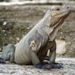 Rhinocerus Iguana Cyclura cornuta -