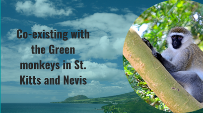 /wp-content/uploads/2021/09/Co-existing-with-the-Green-monkeys-in-St.-Kitts-and-Nevis.png