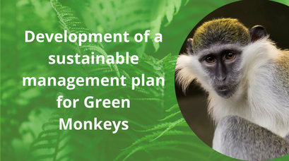 /wp-content/uploads/2021/09/Development-of-a-sustainable-management-plan-for-Green-Monkeys.png
