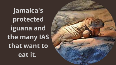 /wp-content/uploads/2021/09/Jamaicas-protected-iguana-and-the-many-IAS-that-want-to-eat-it.-.png