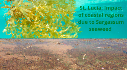 /wp-content/uploads/2021/11/St.-Lucia-Impact-of-coastal-regions-due-to-Sargassum-seaweed-.png