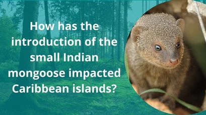 /wp-content/uploads/2021/12/How-has-the-introduction-of-the-small-Indian-mongoose-impacted-Caribbean-islands.jpg