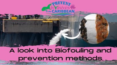 /wp-content/uploads/2022/01/A-look-into-Biofouling-and-prevention-methods-1.jpg