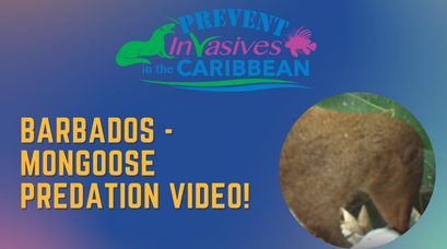 /wp-content/uploads/2022/02/Barbados-Mongoose-Predation-video.png