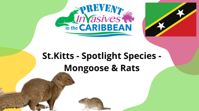/wp-content/uploads/2022/03/St.Kitts-Spotlight-Species-Mongoose-Rats.png