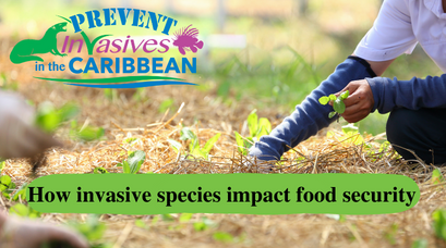 /wp-content/uploads/2022/05/How-invasive-species-impact-food-security-.png