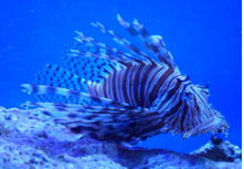 /wp-content/uploads/2022/07/lionfish.png