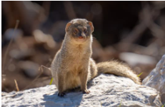 /wp-content/uploads/2022/07/small-indian-mongoose.png