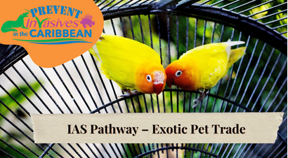 /wp-content/uploads/2022/09/IAS-Pathway-Exotic-Pet-Trade.png
