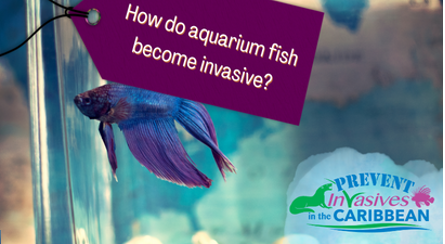 /wp-content/uploads/2022/10/how-do-aquarium-fish-become-fish-1.png