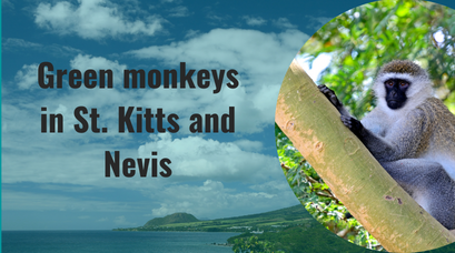 /wp-content/uploads/2021/10/Green-monkeys-in-St.-Kitts-and-Nevis.png
