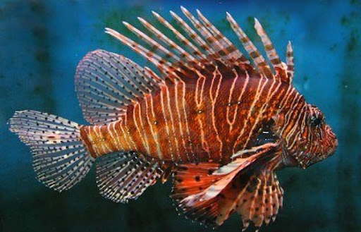 /wp-content/uploads/2021/10/red-lionfish.jpg