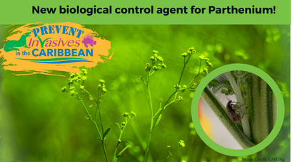 /wp-content/uploads/2021/12/New-biological-control-agent-for-Parthenium.png