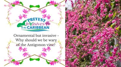 /wp-content/uploads/2021/12/Ornamental-but-invasive-Why-should-we-be-wary-of-the-Antigonon-vine-.jpg