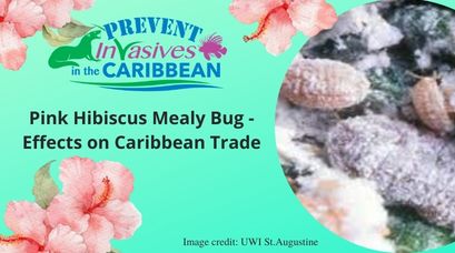/wp-content/uploads/2021/12/Pink-Hibiscus-Mealy-Bug-Effects-on-Caribbean-Trade.jpg