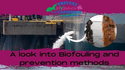 /wp-content/uploads/2022/01/A-look-into-Biofouling-and-prevention-methods.jpg