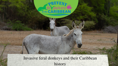 /wp-content/uploads/2022/04/Invasive-feral-donkeys-and-their-Caribbean-history.png