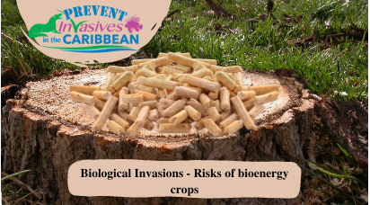 /wp-content/uploads/2022/06/Biological-invasions-Risks-of-bioenergy-crops-1.png