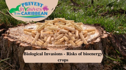 /wp-content/uploads/2022/06/Biological-invasions-Risks-of-bioenergy-crops.png