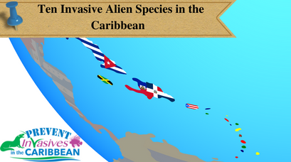 /wp-content/uploads/2022/07/Ten-Invasive-Alien-Species-in-the-Caribbean-.png