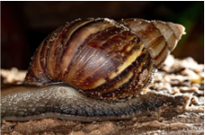 /wp-content/uploads/2022/07/giant-african-snail.png