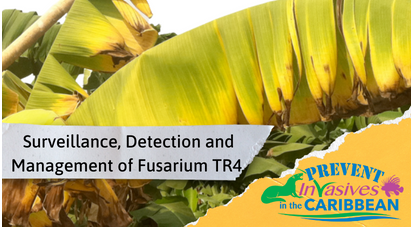/wp-content/uploads/2022/08/Surveillance-Detection-and-Management-of-Fusarium-TR4.png