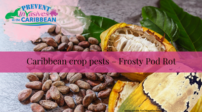 /wp-content/uploads/2022/11/Caribbean-crop-pests-Frosty-Pod-Rot.png