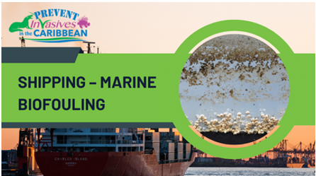 /wp-content/uploads/2022/11/shipping-marine-biofouling.png