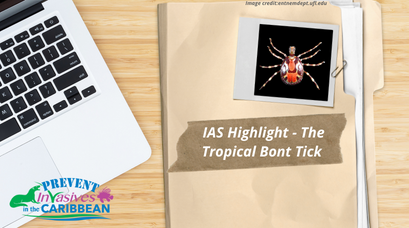 /wp-content/uploads/2022/12/IAS-Highlight-The-Tropical-Bont-Tick-1.png