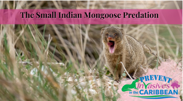 /wp-content/uploads/2022/12/small-indian-mongoose.png