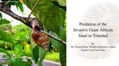 /wp-content/uploads/2023/08/Predation-of-the-Invasive-Giant-African-Snail-in-Trinidad.jpg